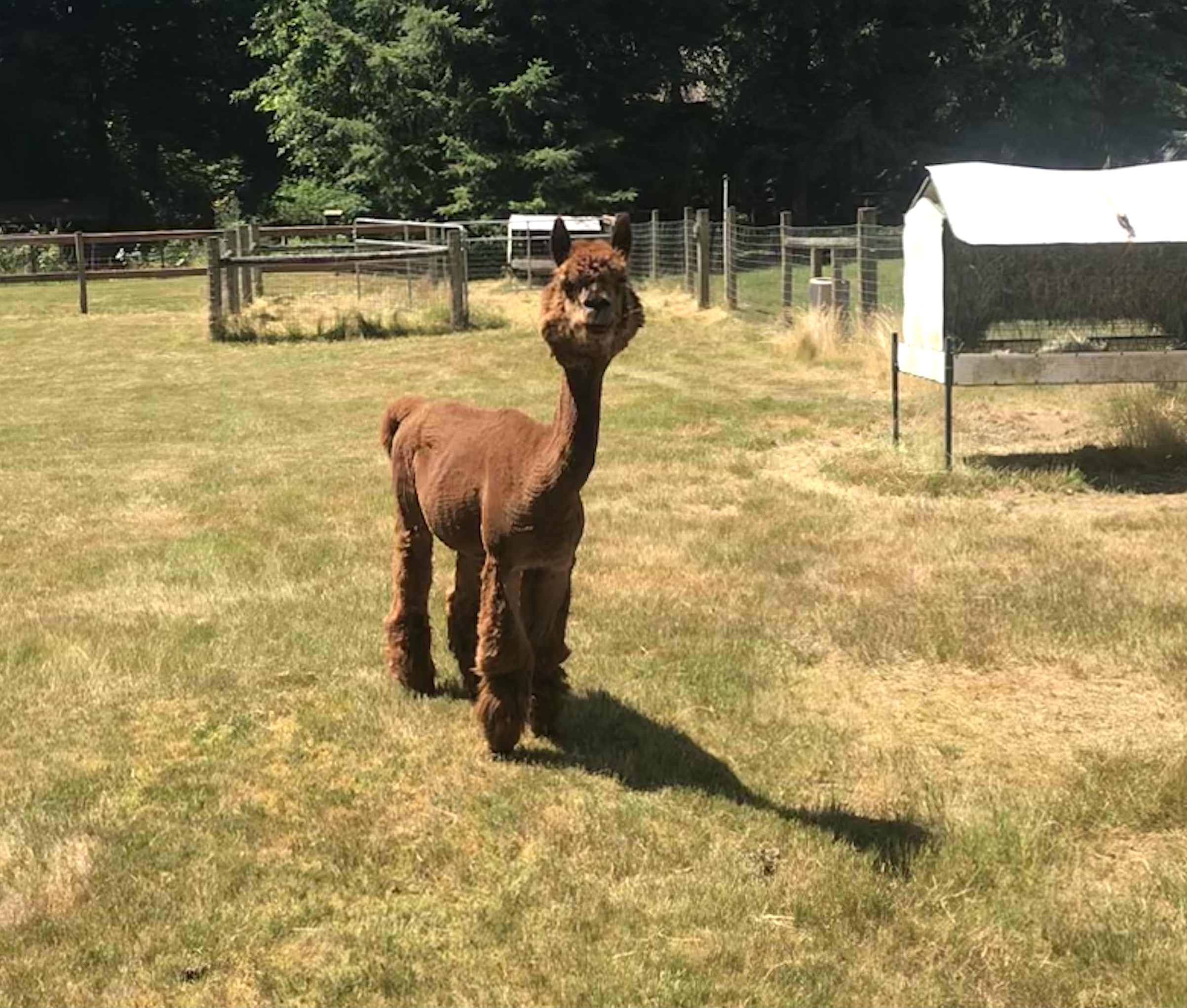 Alpaca!