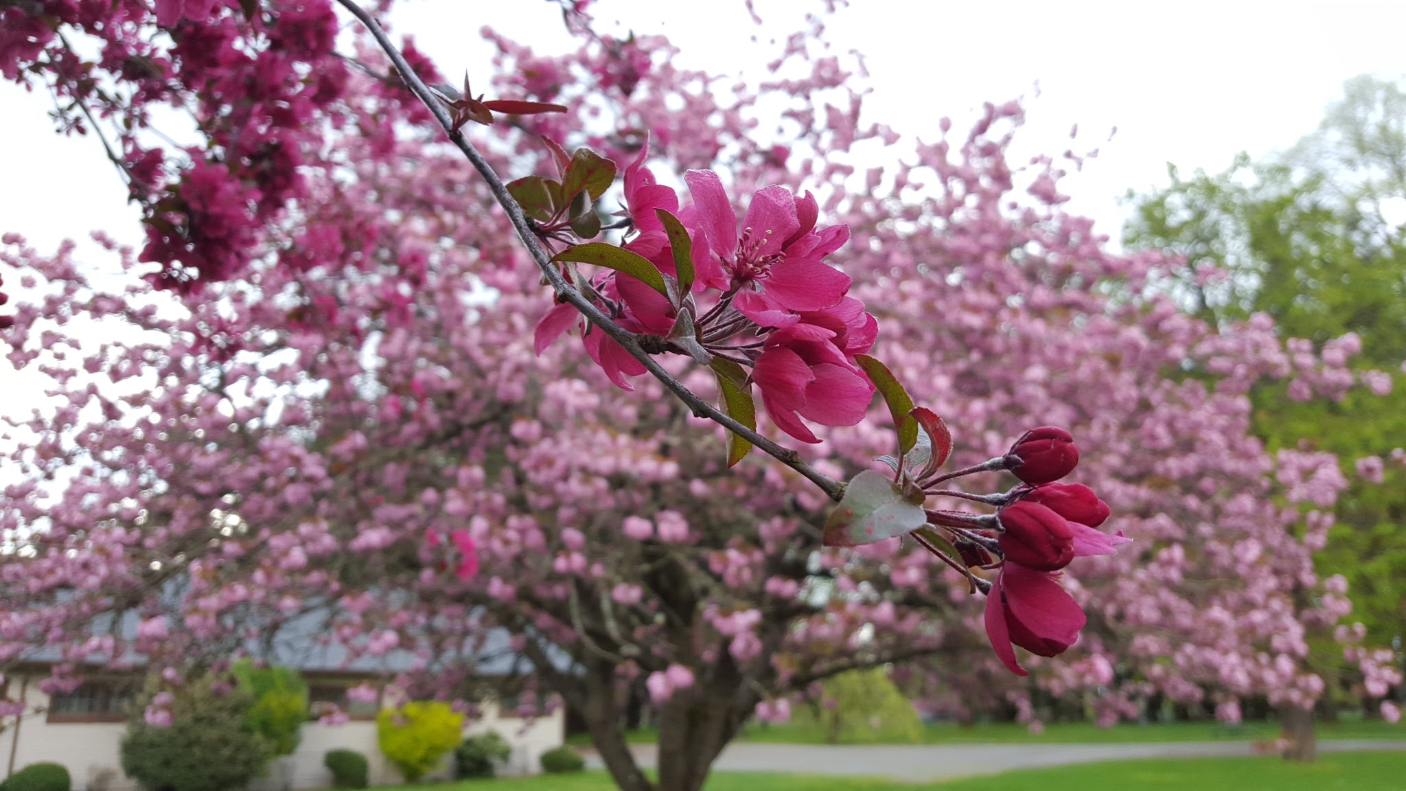 Cherry Blossoms in Marymoor Park, Redmond, WA Cherry Blossoms in Marymoor Park, Redmond, WA