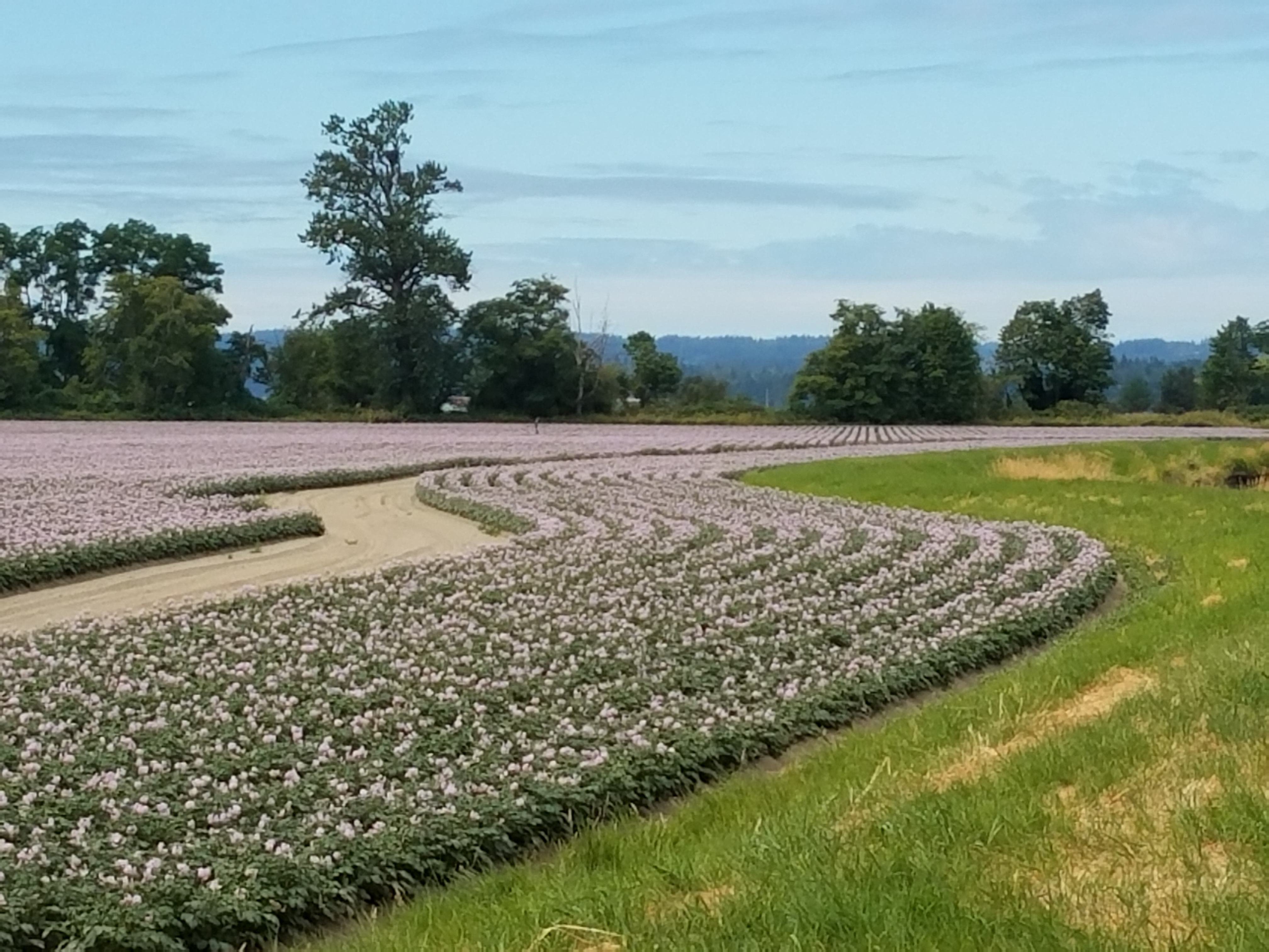 Stillagaumish Valley