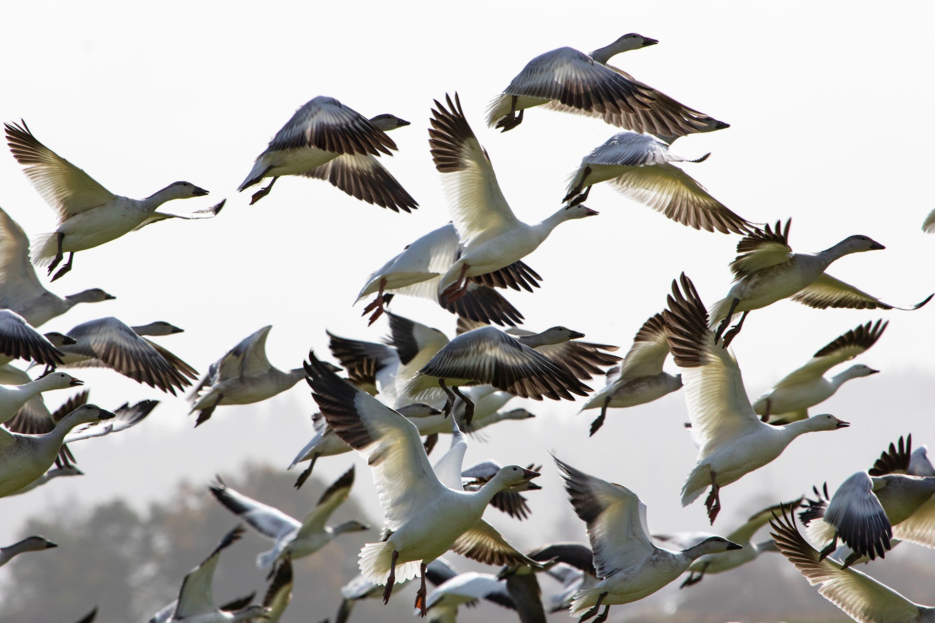 Snow Geese at Fir Island